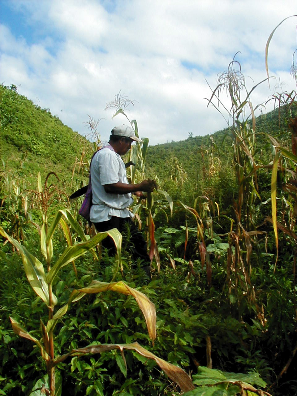 Farmer inspecting corn crop near San Pedro Columbia, Belize, 2002