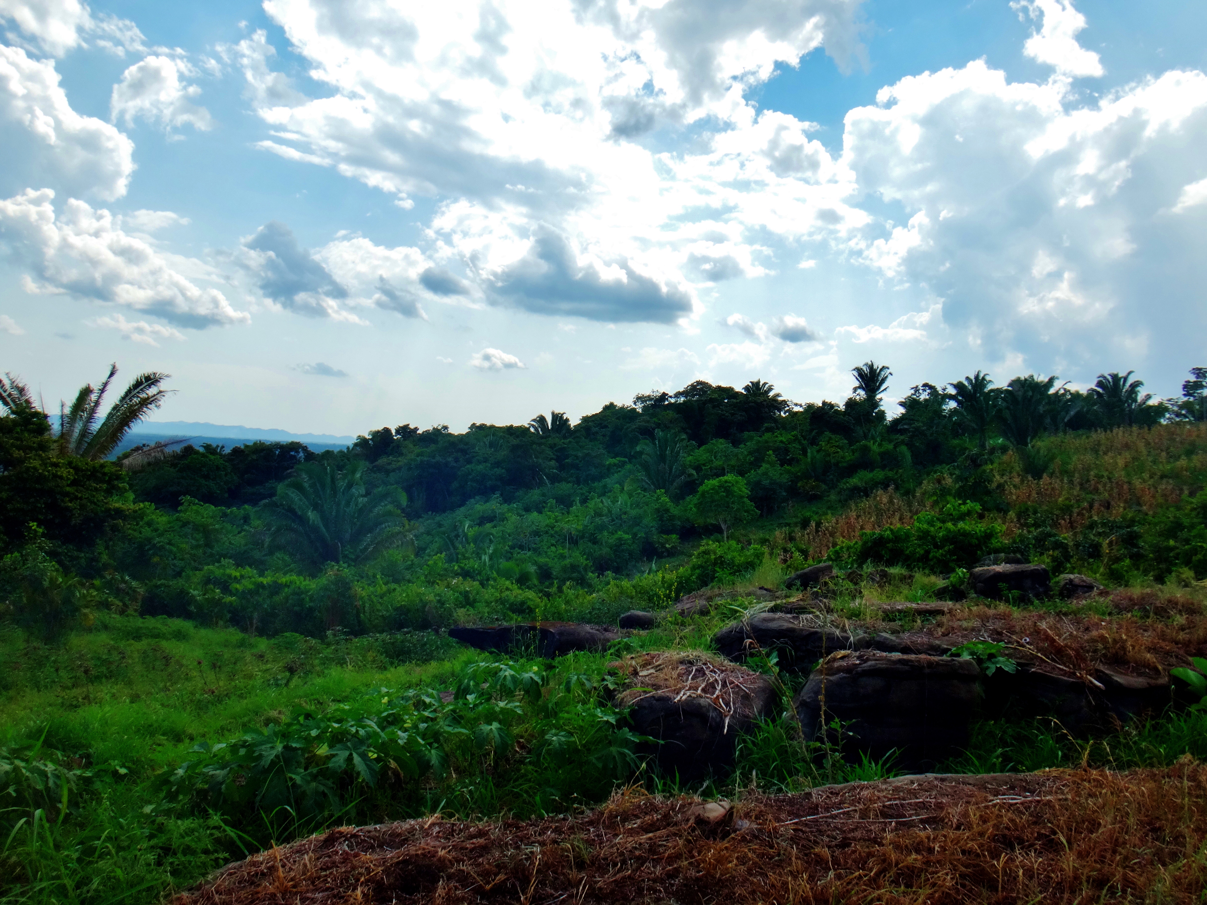 Shade cacao plantation at Ixcacao Mayan Chocolate, southern Belize, 2014