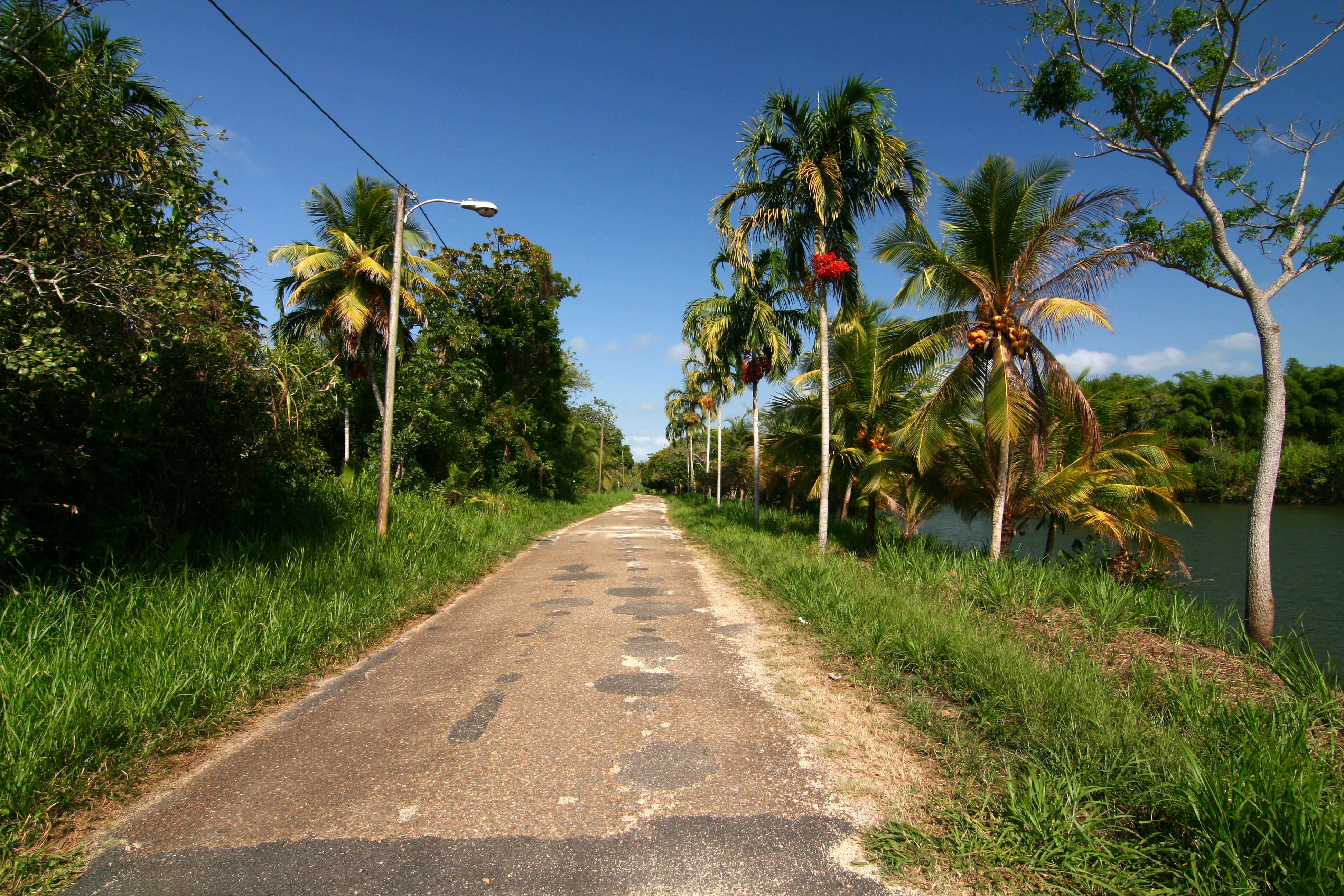 A narrow road lined with palm trees in rural Belize